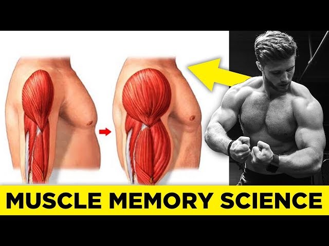 How Long Does It Take Muscle Memory To Kick In?